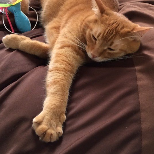 katlycka's tweet photo. パー出して勝った
ていう夢を見た
#パー #リュカ #猫好きさんと繋がりたい #茶トラ男子部 #orangetabby #openpaws https://t.co/csTsVq9KAG https://t.co/4upCzRMvX1