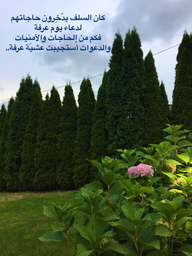 د. علي العمري tweet media