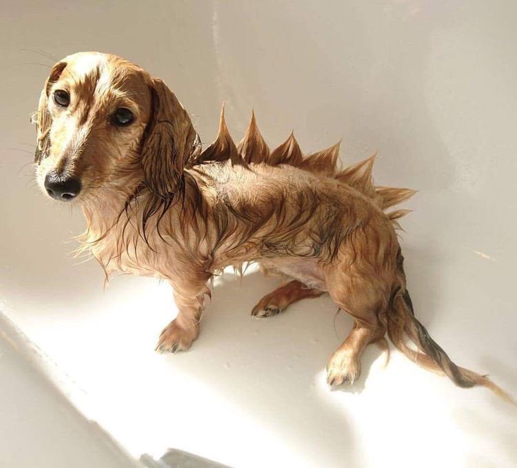 barkleyandwagz's tweet photo. Bathtime goals 😂🤣🙌🏻 #dogasaurusrex #doggo #lololol #dinosaur #pupper #cutenessoverload #ilovedogs #doggy #toocute #puppydog #rofl #hahahaha https://t.co/yz92gmr0IS