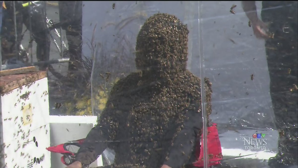 Ctv Toronto On Twitter Buzzworthy Man Beats Record For Bee Bearding Slightfootctv Reports