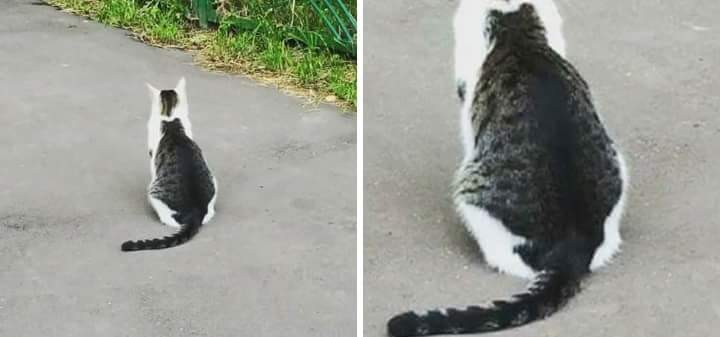 OfficialSasio's tweet photo. ~Catception~
#inception #cat #doublecat https://t.co/W1gQwyEcQU