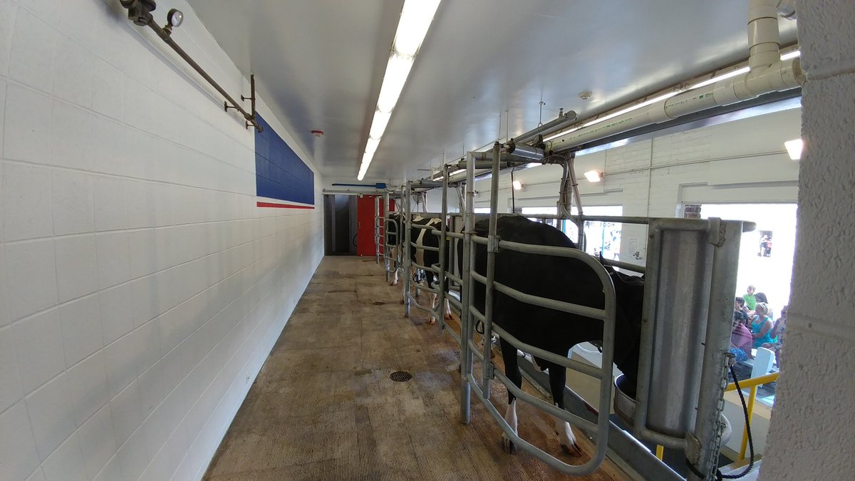 IrishRidgeDairy's tweet photo. Behind the scenes at the Great Minnesota Get Together! 

#ShowcaseHerd #MNStateFair 
@redheadcreamery https://t.co/6VPXflXrbe