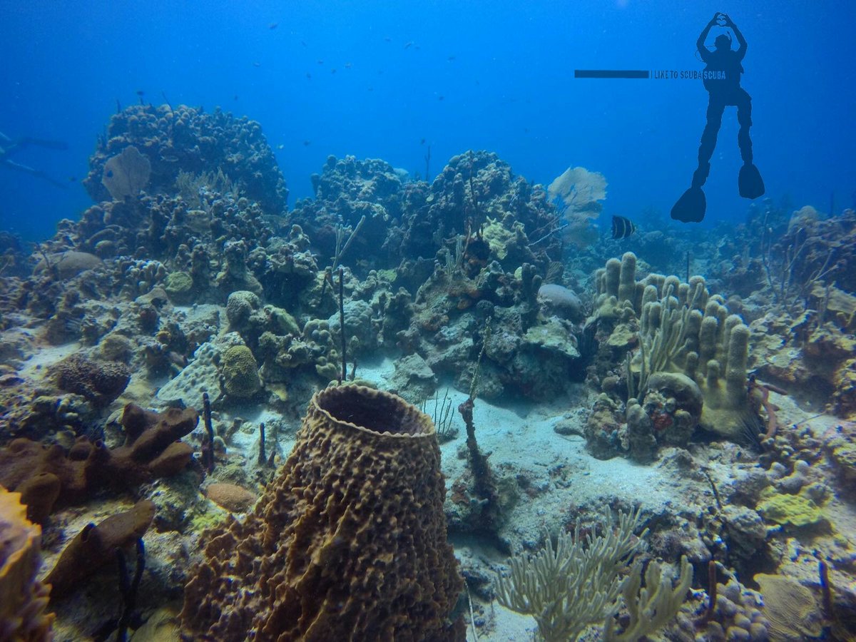 I_Like_To_Scuba's tweet photo. Beautiful coral reef in the Dominican Republic 🐠🐟 #coral #beautiful #adventure https://t.co/Y5wsHJNmmJ