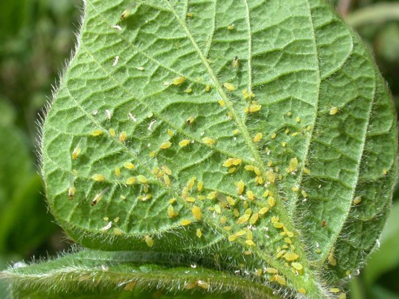 If You Have Aphids, You are Not Alone dlvr.it/PjjJ96 https://t.co/k6CYDmhubP