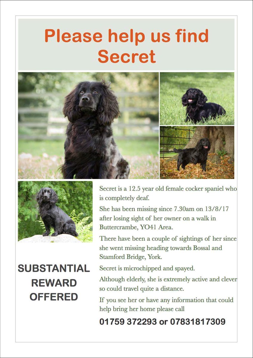 Mr_Pelucchi's tweet photo. Hi #YorkshireHour my friend Secret is still missing, have you seen her? #lostdog #woofwoofwednesday #stamfordbridge #bossal #Buttercrambe https://t.co/3J7IvzFrto