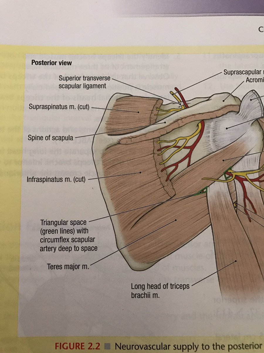 M_BAIN_'s tweet photo. It's probably not recommended to just think about Harry Potter and how words sound like spells while studying...especially supraspinatus 🙃🤣 https://t.co/gZ3ZiwLnxT