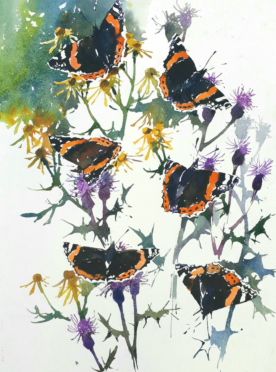 DarrenNWoodhead's tweet photo. Red Admiral butterfly studies from this afternoon, lovely to see at least 15 feeding with 6 other butterfly species on the coast here https://t.co/LRbcqdn6eL