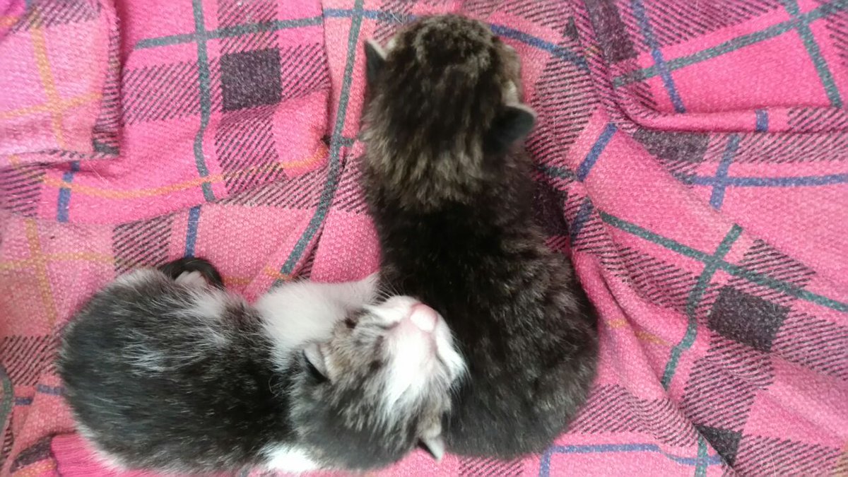 2 preciosos mininos buscan fogar. Teñen 1 semana. Avisa se estás interesada na #adopción #urxente