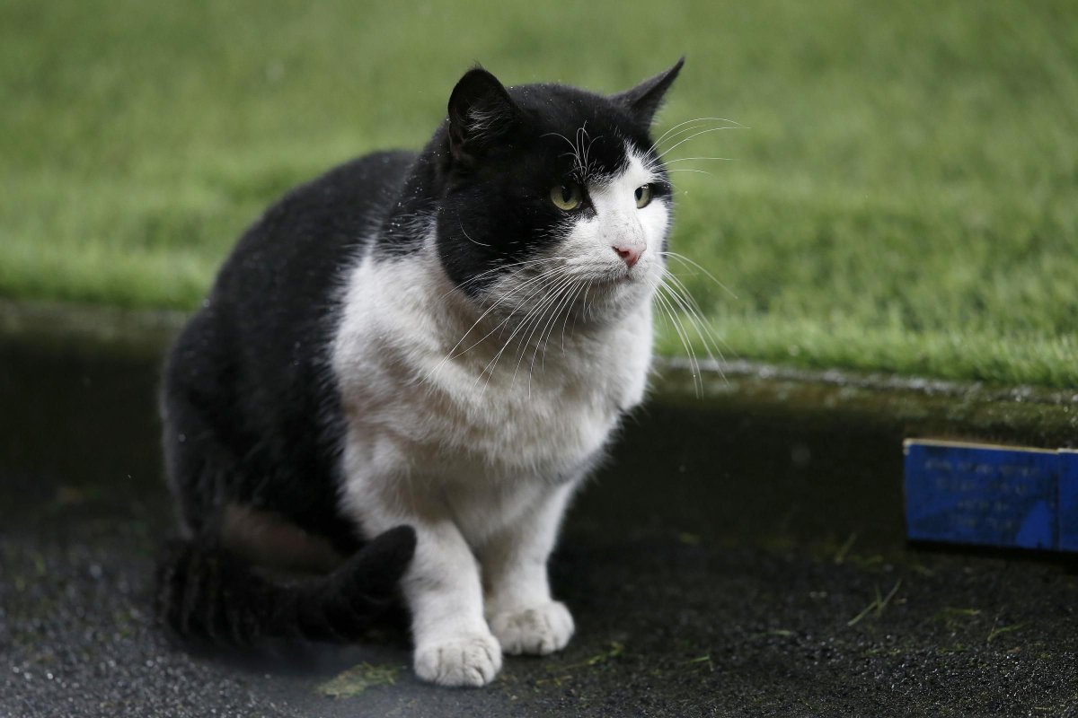 SpotCamUK's tweet photo. The number of #pet #cats being stolen has jumped by 40 per cent. https://t.co/idLESUVKFD via @NewsShopper do you have #cctv installed? https://t.co/2UoJmNipOc