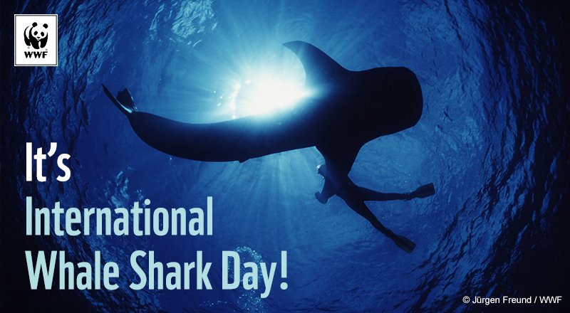 Responsible whale shark tourism can help protect these endangered giants. RT to support #InternationalWhaleSharkDay pand.as/2mJzGhq