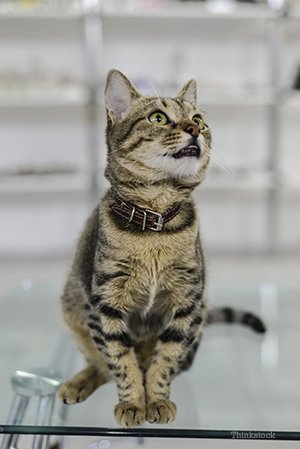 Bronte Village Vet tweet media