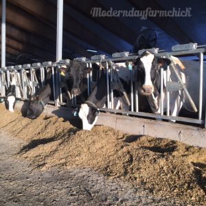 modfarmchick's tweet photo. Pus in Milk? https://t.co/uWKEtc3ctV https://t.co/jzdBxZxrFn