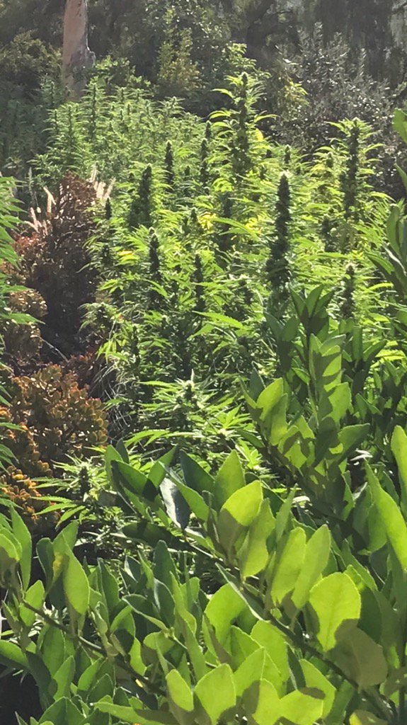 AventuraOrg's tweet photo. Field of dreams https://t.co/qMmE49VL8V