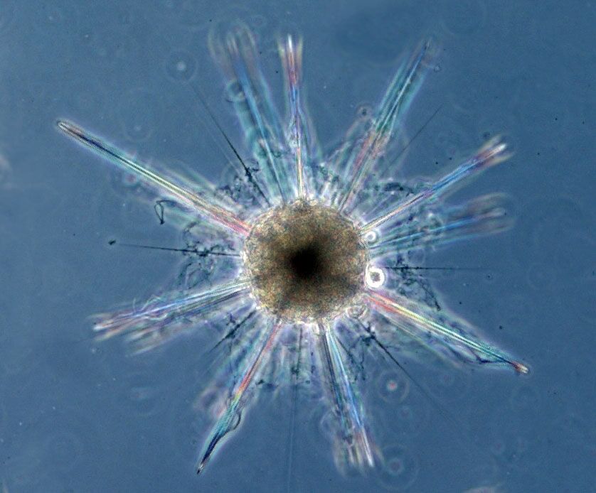 MBLScience's tweet photo. #Microbial diversity web service “VAMPS” at MBL receives sustaining support
https://t.co/8Ua5M5EPBB https://t.co/OJskrQCTsJ