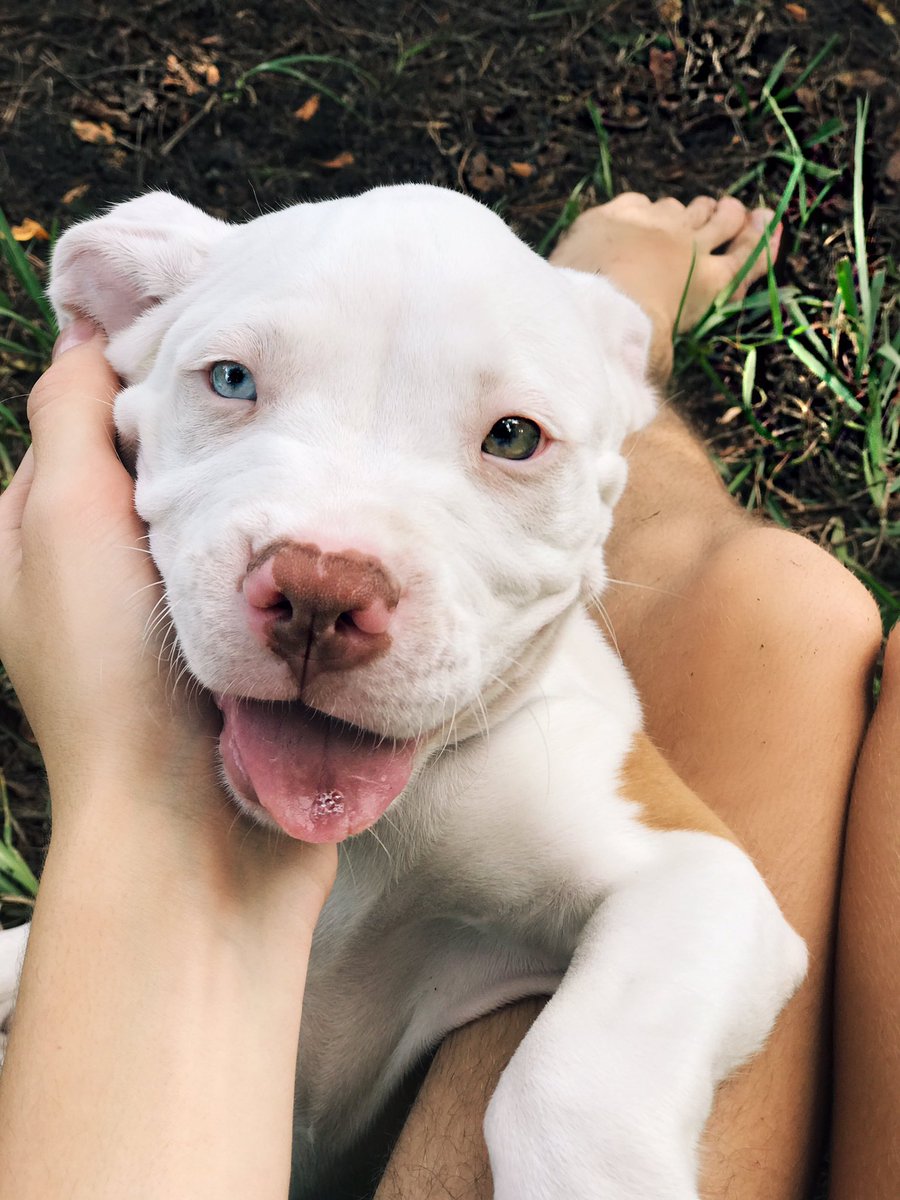 begeny_bishop's tweet photo. New puppy 😍 https://t.co/3NS7BSRrnC
