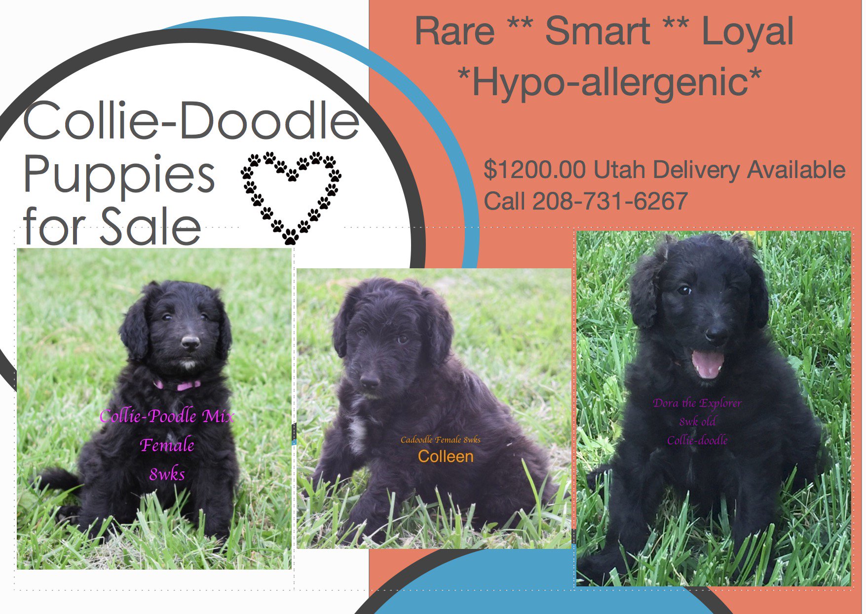 colliedoodle puppies for sale