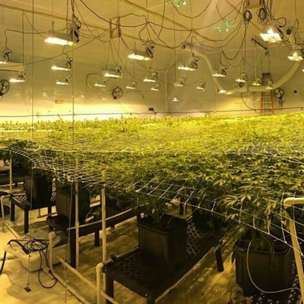 slucketbuckets's tweet image. SlucketBuckets.com #slucket #coco #grow #mmj #dwc #rdwc #highlife #hightimes #wfayo #terps #mmmp #ommp #dispensary #cannabis #marijuana