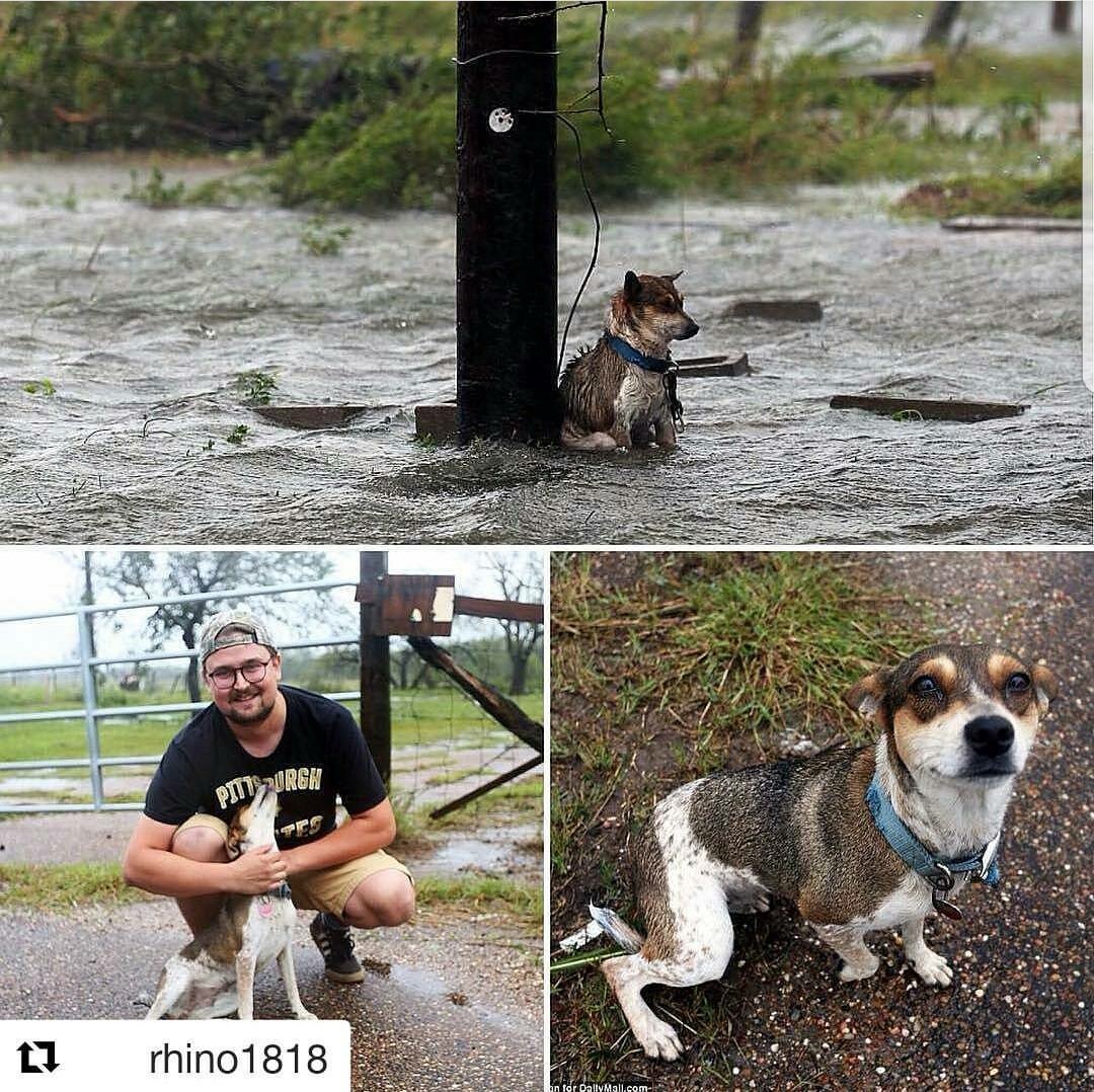 GodinezSr's tweet photo. Thank you photographer,  for saving this pupper. #Texas #PrayForHouston #PetsOfHouston https://t.co/ImSX9Ozw7Y