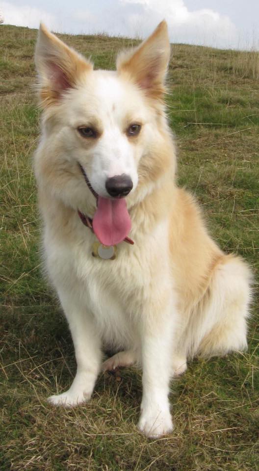 gelert01's tweet photo. **RED ALERT** Dogs just don't disapper! Have you seen cody def sighting#M5 #motorway 2wards #PershoreRoad #b4084 #Junction7 nr rd #Norton https://t.co/NHu3GYSCBJ