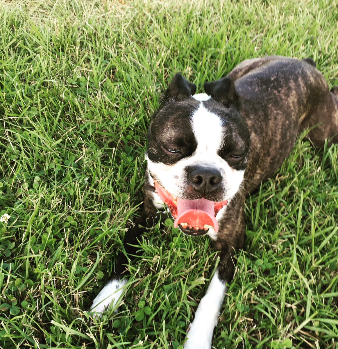 #bostonterrier #dontworrybehappy