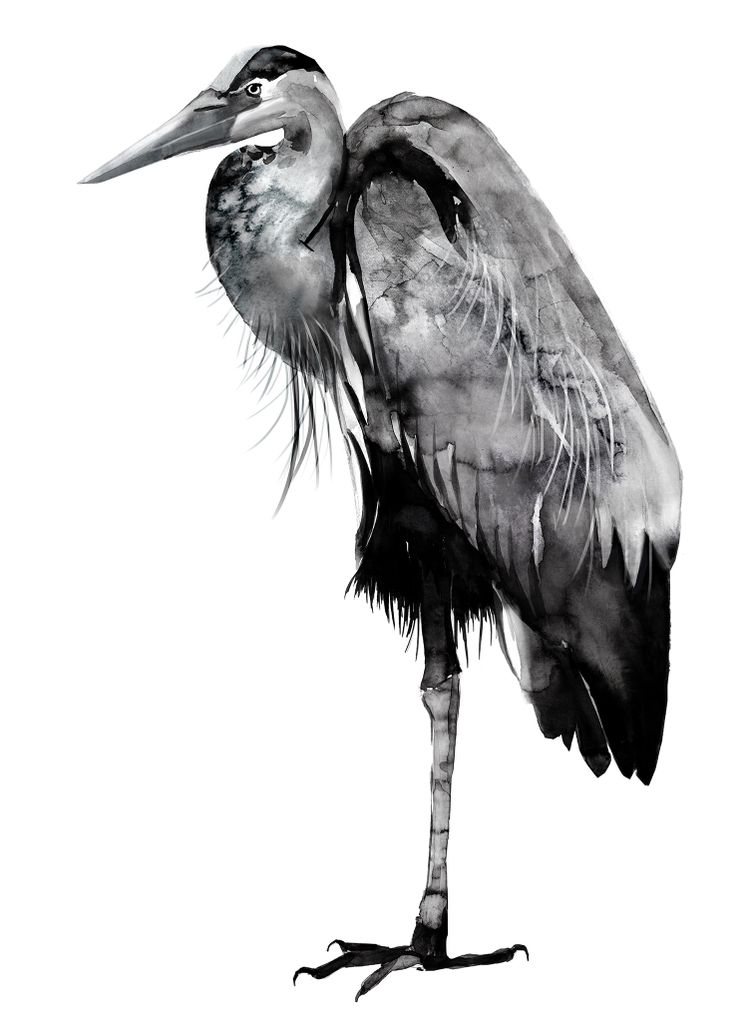 Ironic Blue Heron in black and white ink - finished this week, after a long fight. #heron #bird #art #artwork #ink #Inkart #painting