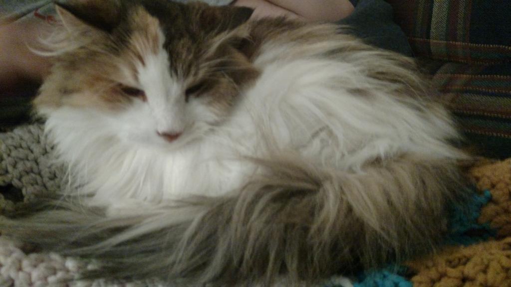 DavanGerding's tweet photo. To my furry buddy Precious may you rest in peace.. You were so so funny and the leader of the pack.. https://t.co/oGclK0nQGC