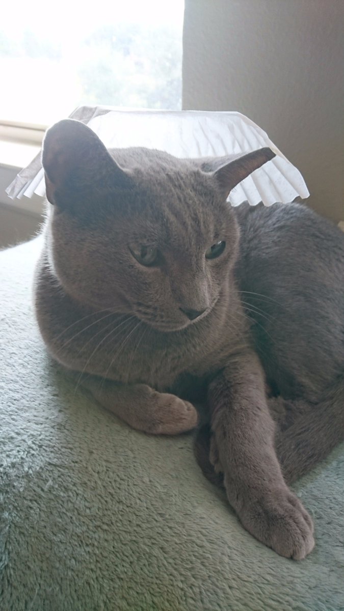 OverlordSchro's tweet photo. What's on my head?!?  GET IT OFF! GET IT OFF! GET IT OFF! GET IT OFF! GET IT OFF! GET IT OFF! GET IT OFF! GET IT OFF! GET IT OFF! GET IT OFF https://t.co/cat0mNUxIZ
