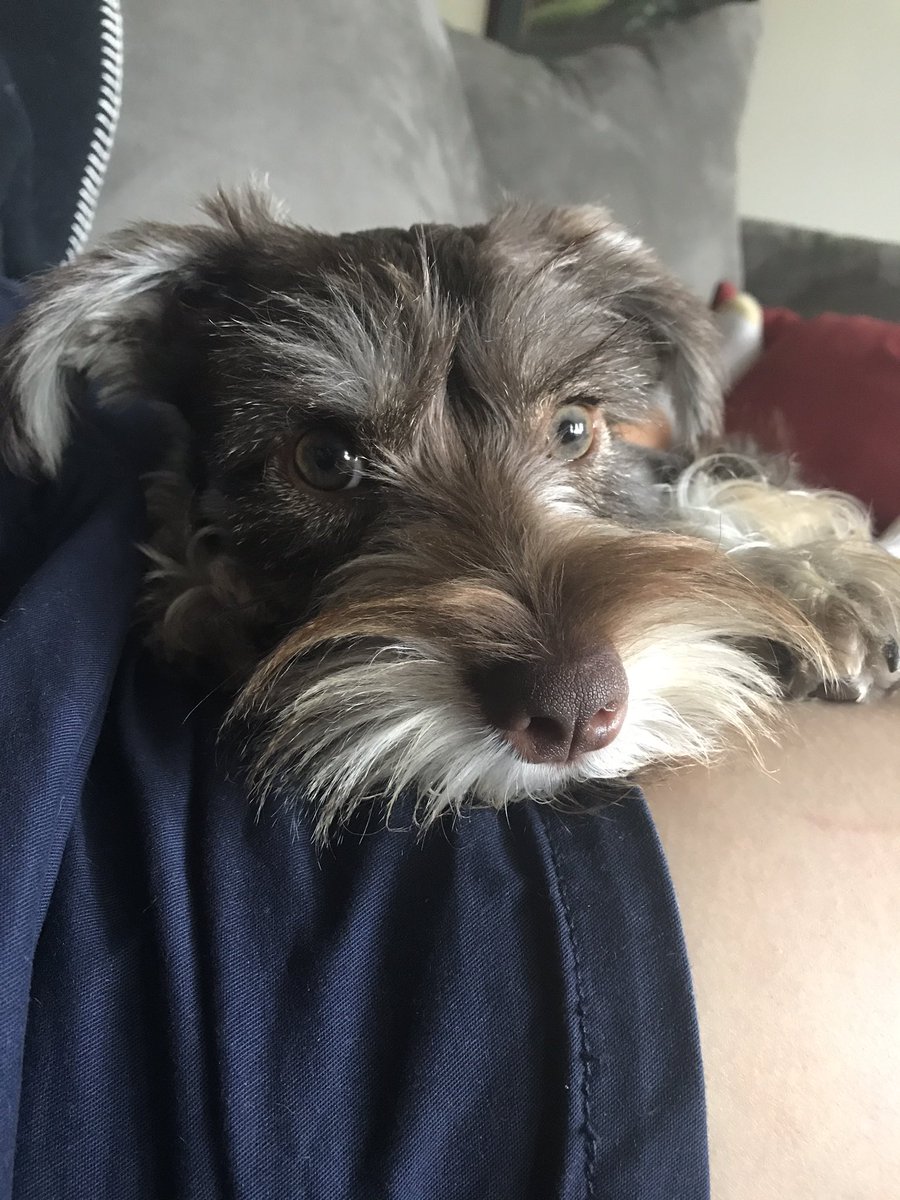 erin_thorne's tweet photo. @ryenarussillo know what you mean of Gizmo being a compliment. Named my dog Gizmo because he's cute &amp; cuddly https://t.co/LRys6zzrBW
