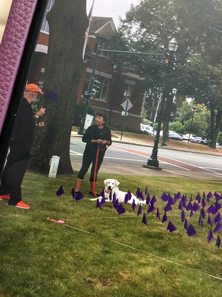 BtreePartnershp's tweet photo. 2,060 purple flags &amp; 9 white flags on the mall@Town Hall to remember those who died from an Overdose in MA &amp; Braintree respectively in 2016 https://t.co/IIiOi8N1xz