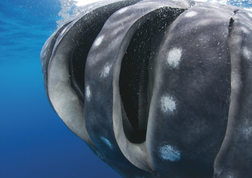 Guy Harvey Magazine tweet media