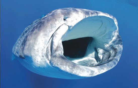 guyharveymagazine.com/Article/post_d… For #InternationalWhaleSharkDay check out the Whale Shark Wonder article by Shawn Heinrich in our Spring '12 Issue 8