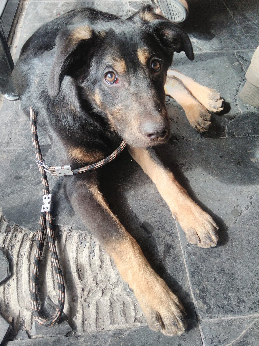 URGENTE! Titan tiene 5 meses y no puede volver a la calle! Necesita HOGAR TEMPORAL o DEFINITIVO!!! Ayúdanos! #AEDA #MaximaDifusion #Adopta