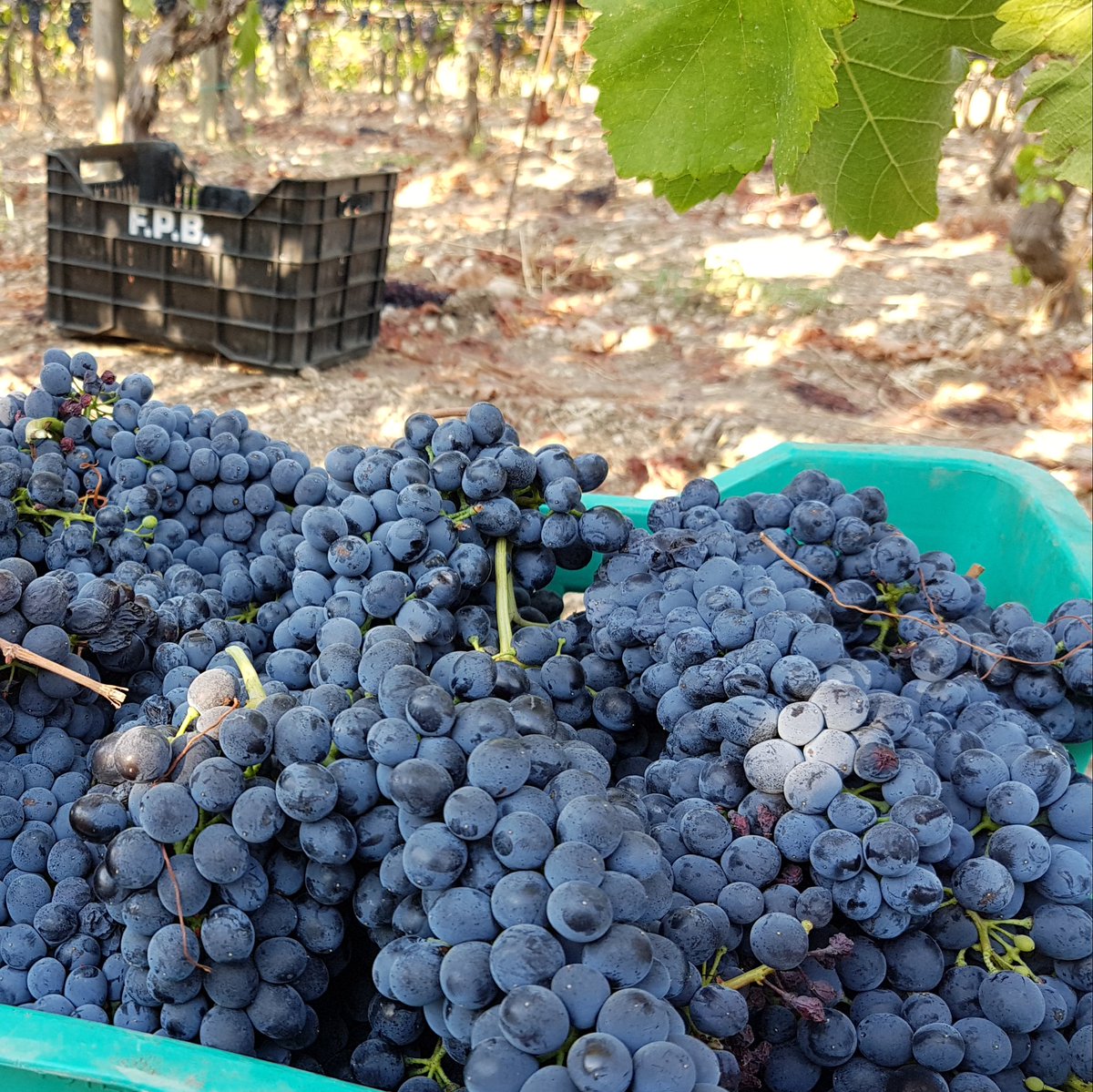 Giuseppe1979D's tweet photo. Continua al #feudobutera la #vendemmia2017 con una selezione del nostro #syrah #sicilia #sicily https://t.co/roIcX0WDSg