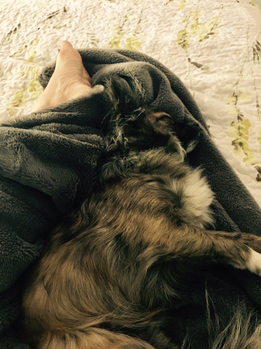 poundithashtag's tweet photo. Precisely why we can't get up in the morning! #toocute #socomfy #softandcuddly #cantmovethedog #dogsareawesome https://t.co/o0NCQxqmxp