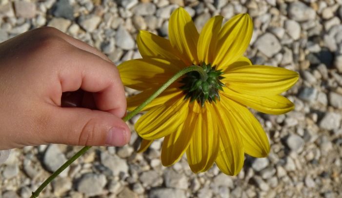 The Fibonacci sequence… It’s everywhere! buff.ly/2vtaErx