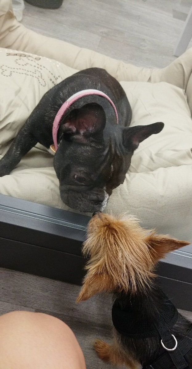 omegacell's tweet photo. Omegacell is dog friendly! https://t.co/sHtkCLhxqG