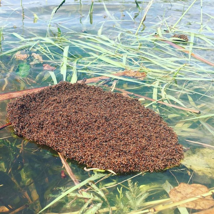 Ver imagen en Twitter