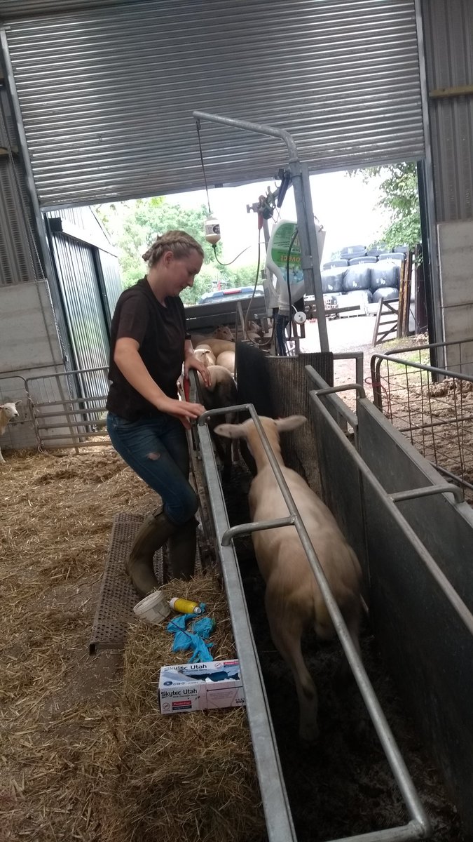 SheepLeepLtd's tweet photo. @shepardess1 on the clamp! #sheep365 #Lleyn #HiIndex #Maternal #ContractShepherd https://t.co/e3XiCoxvBu