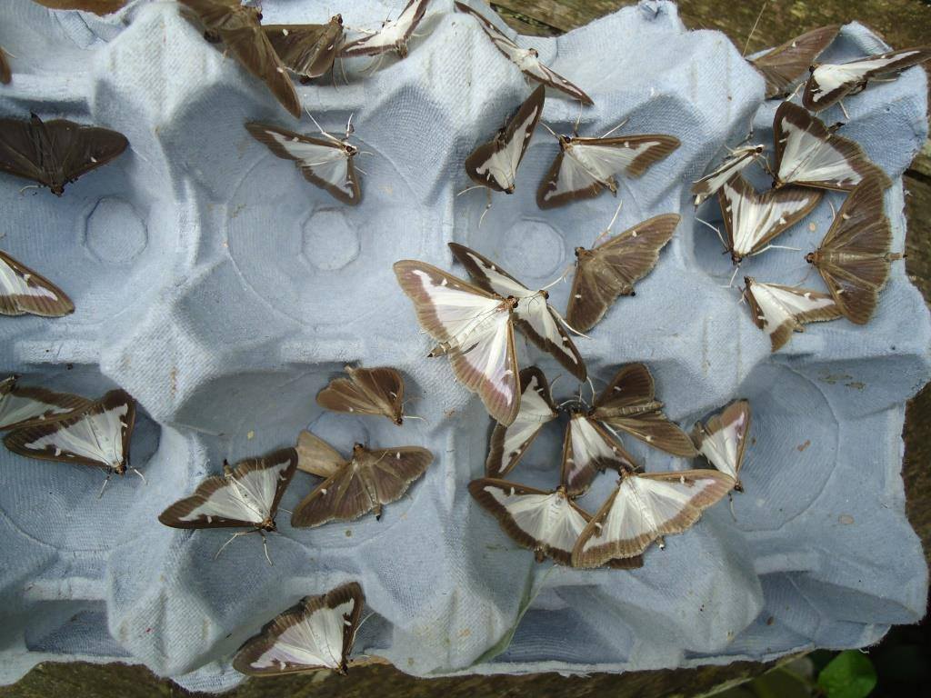 MigrantMothUK's tweet photo. An estimated 820 Cydalima perspectalis (Box-tree Moth) to the single garden 125W MV last night, in Putney, SW London. B. Arnfield. https://t.co/dPb8X6VQTA