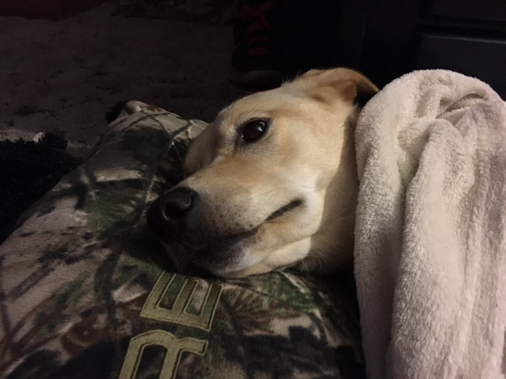 lickytiny's tweet image. My dog is human sleeping