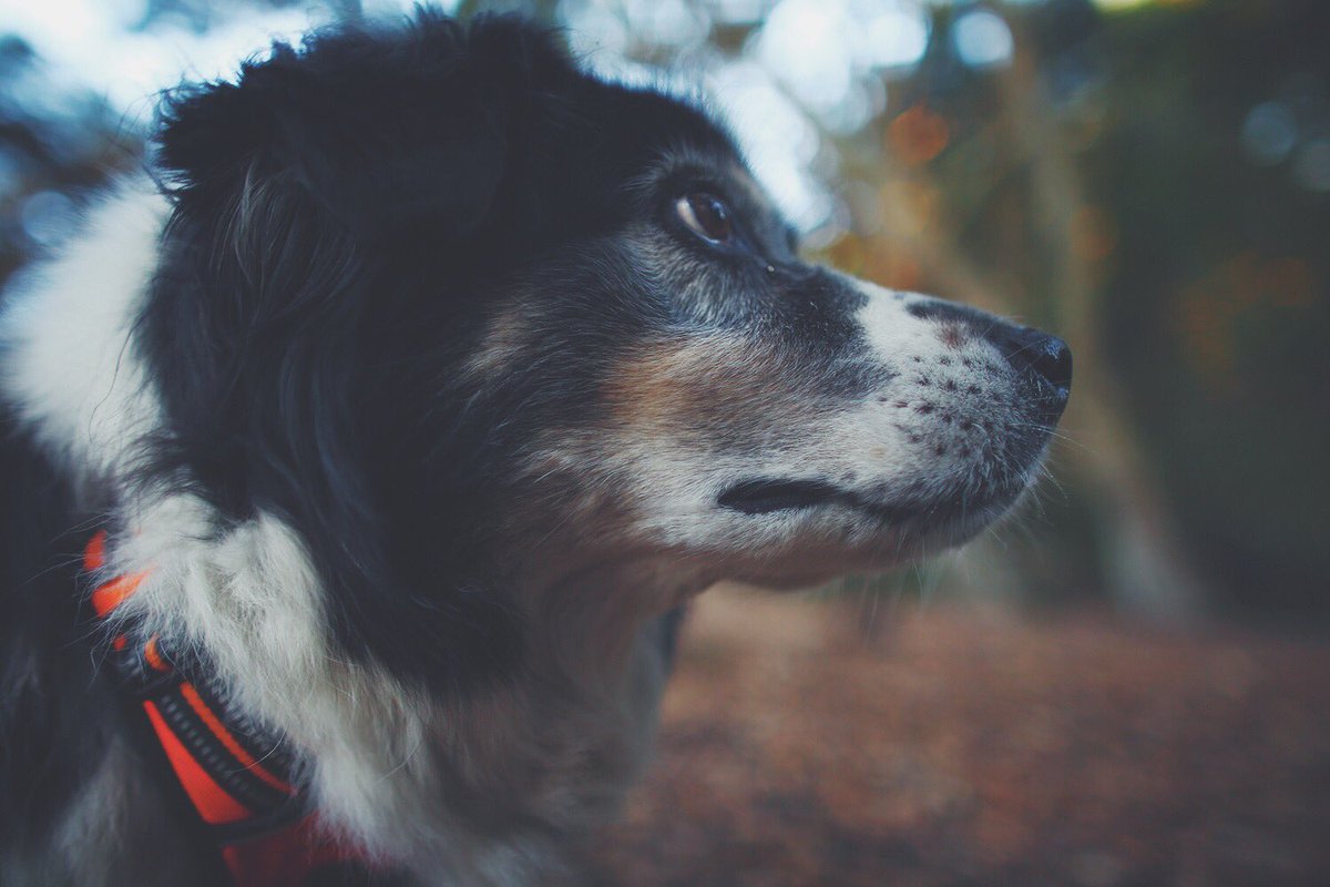 catphungu's tweet photo. My 1st Girl

#aussiebordermix #seniordogs #aussierescue @sweetjaxaussie https://t.co/yjbn524Ksb