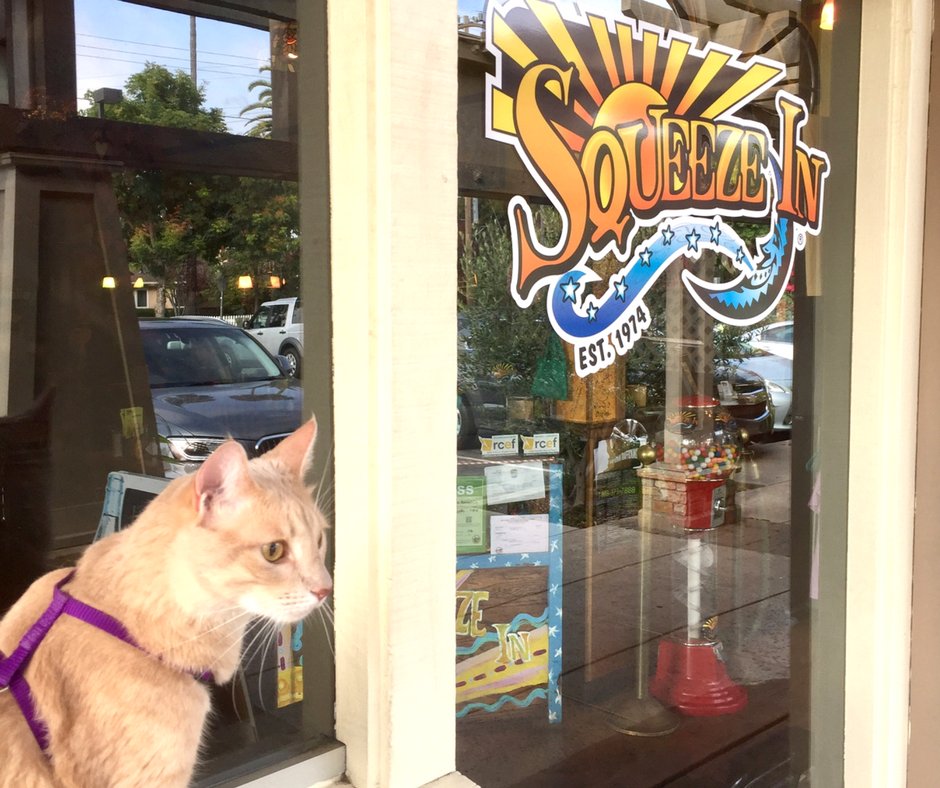 SqueezeIn's tweet photo. Chewbacca the cat came down for a #purrfect breakfast at #SqueezeInRWC! https://t.co/ldgomgKi1O