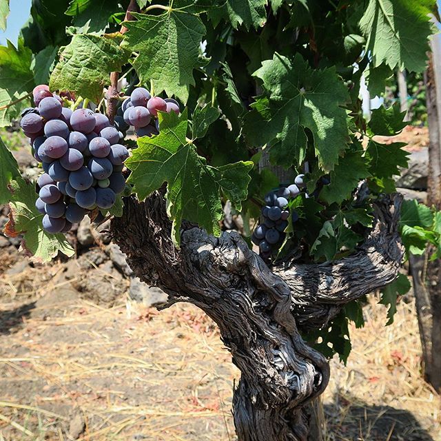 The Wine Wankers 🍾🤛🎉🥂 tweet media