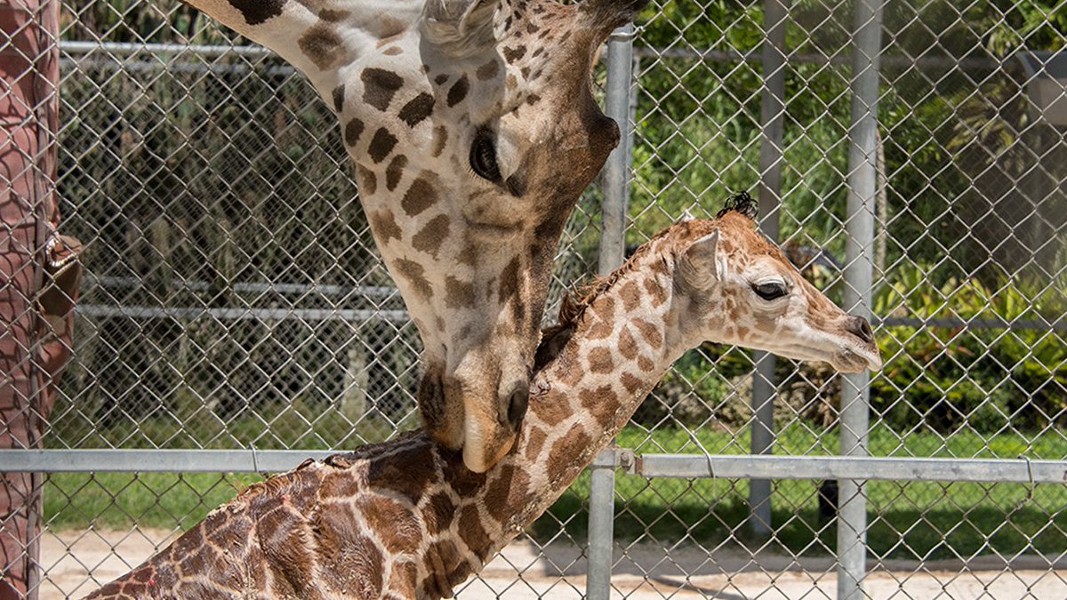 Celebration as @ZooMiami welcomes baby giraffe bit.ly/2x6AnWp?utm_me… https://t.co/iWEGG7KZaj