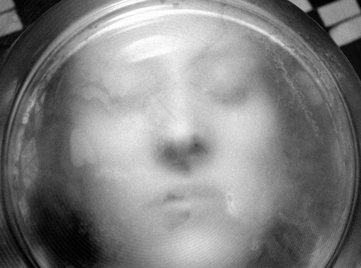 LiamConwayPhoto's tweet photo. Untitled (Dream)
10x13.5 #silvergelatinprint
https://t.co/g0JIj0R4UT
#photography #blackandwhite #analog #doubleexposure #surrealism #dream https://t.co/BhZRwU4rxJ