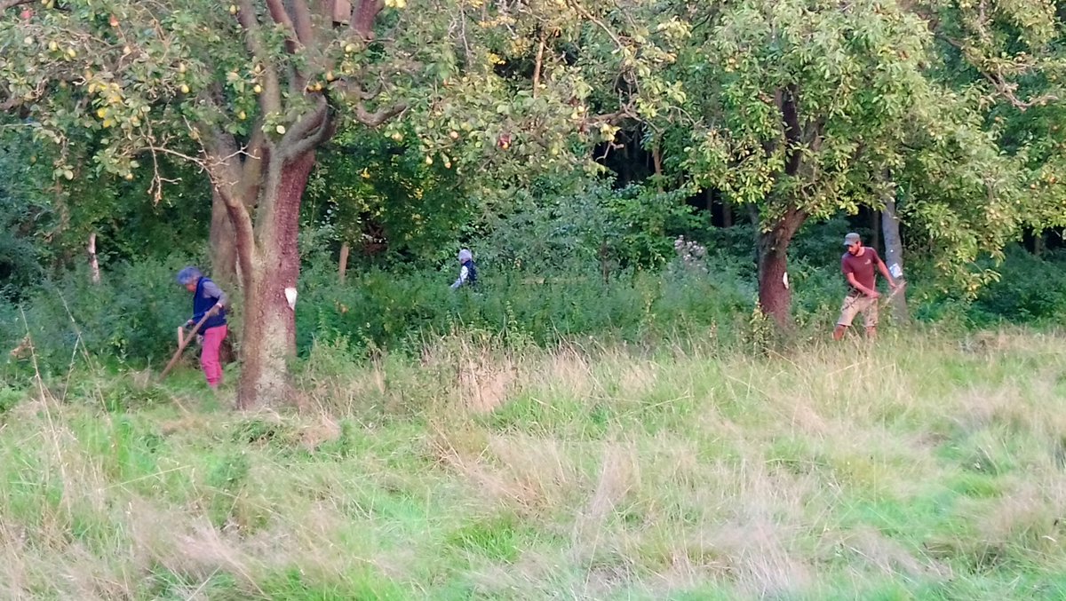 Massive thanks to Jonathan <a href="/StNicksFields/">St Nicks #YorksGreenHeart</a>  for bringing the Meadow Keepers scything course to the Orchard tonight. Get in touch to join in!