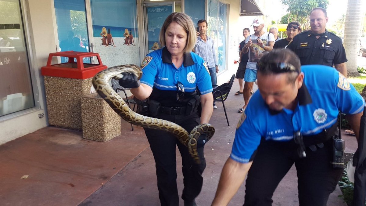 .@MiamiBeachPD police capture 6-7 foot python on Lincoln Road bit.ly/2xz37oK?utm_me… https://t.co/KR9Rkut5OU