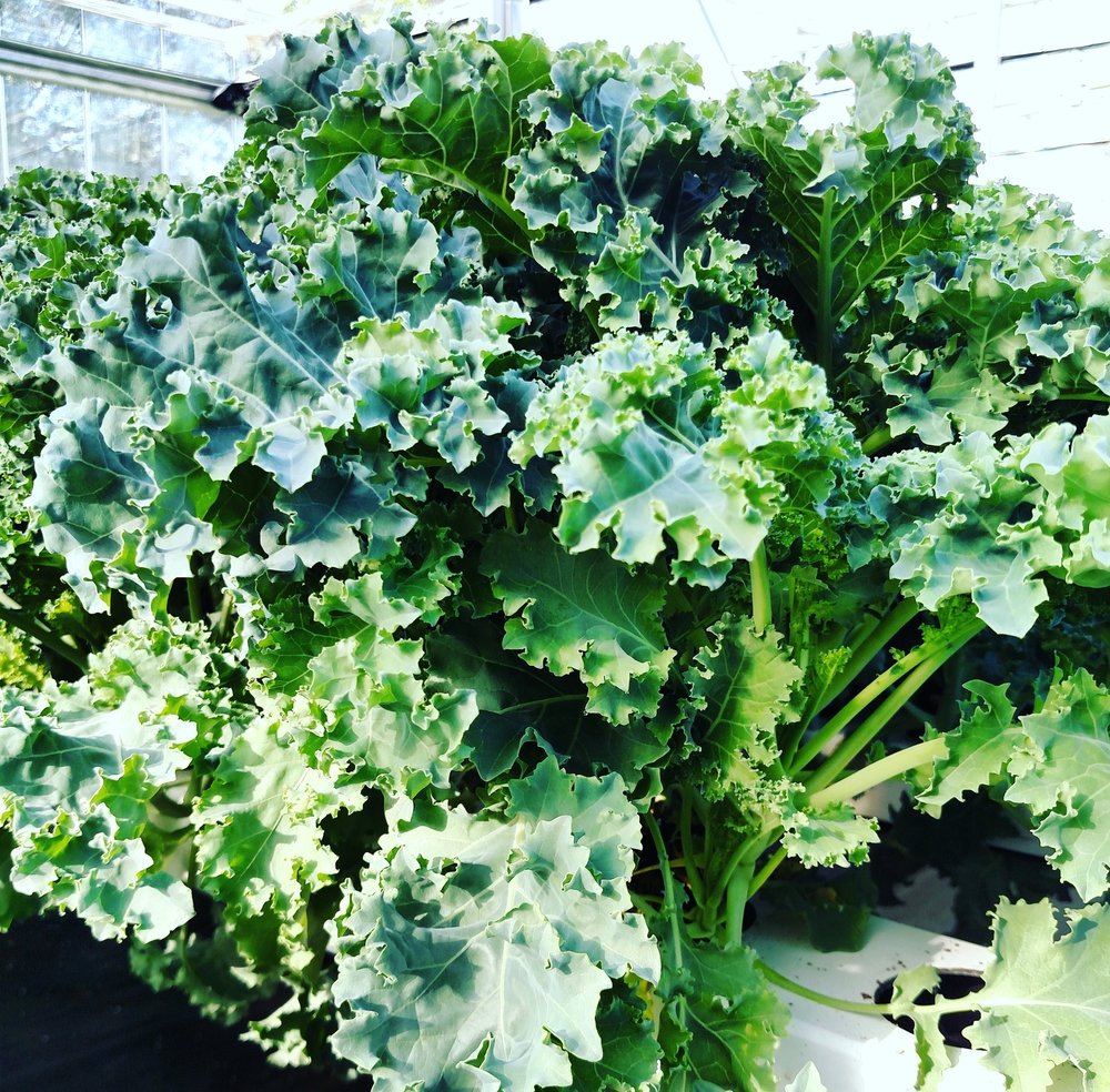 terraverdefarm's tweet photo. Terra Verde Farm - Rhode Island grown, 100% natural &amp; tastes like fresh from your garden!  https://t.co/vJ9OTPUpDz #HealthyLiving https://t.co/2NiJ7RB3rg