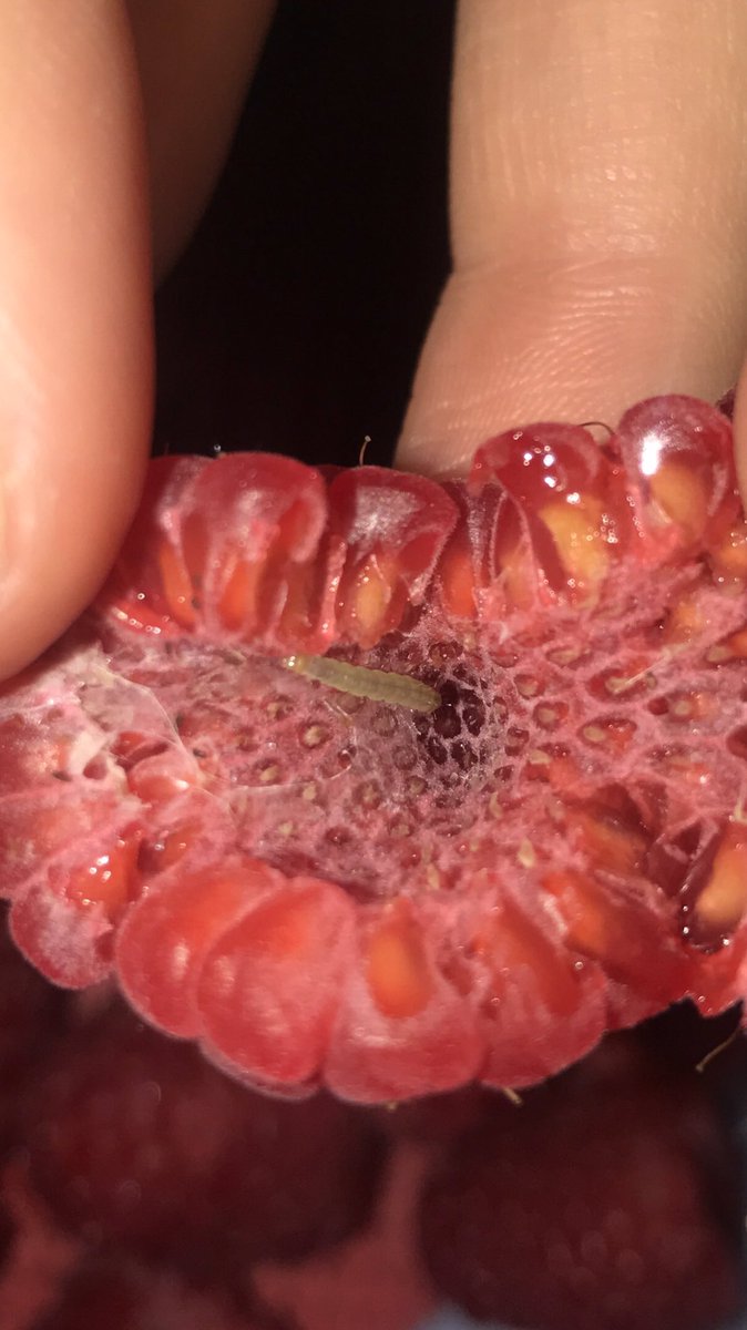 jla1416's tweet photo. @asda please tell me why I've got little creatures in my fruit 😫😫 https://t.co/kkTSxg94rq