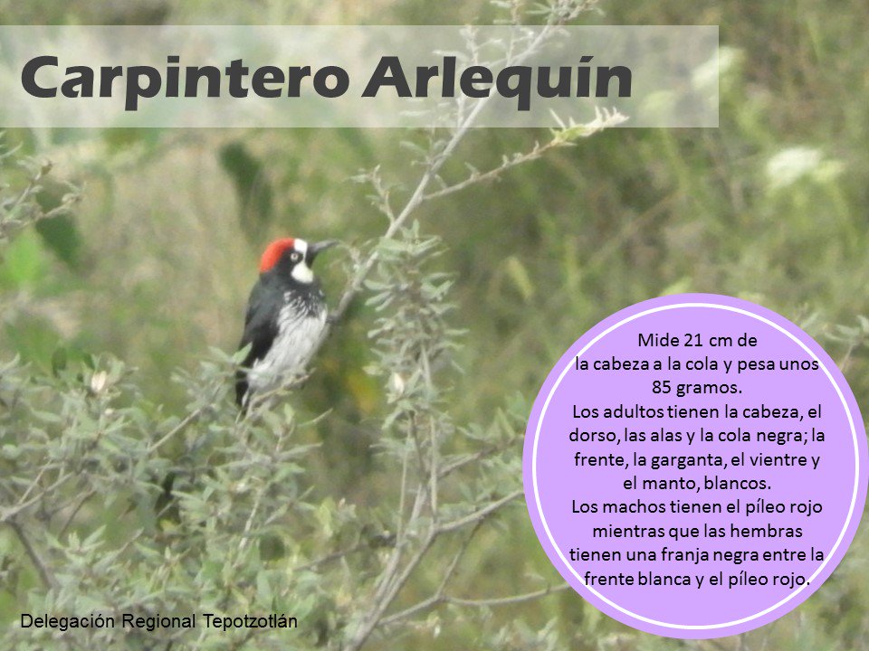 DelTepoCGCE's tweet photo. ¿Sabías que…? En el Parque Estatal Sierra de Tepotzotlán se encuentra el Carpintero Arlequín, ave bandera de la #DelTepotzotlán @FVE_CGCE https://t.co/wTM6k6gkvn
